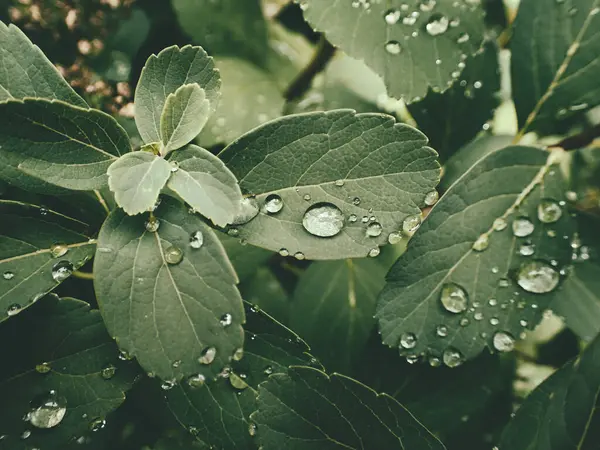 Yeşil yaprakların üzerinde yağmur damlaları olan güzel yaz bitkisi