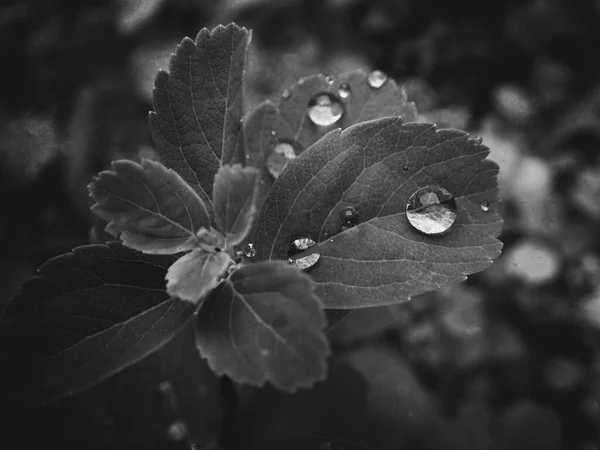 Mooie Zomerplant Met Regendruppels Bladeren Monochroom — Stockfoto