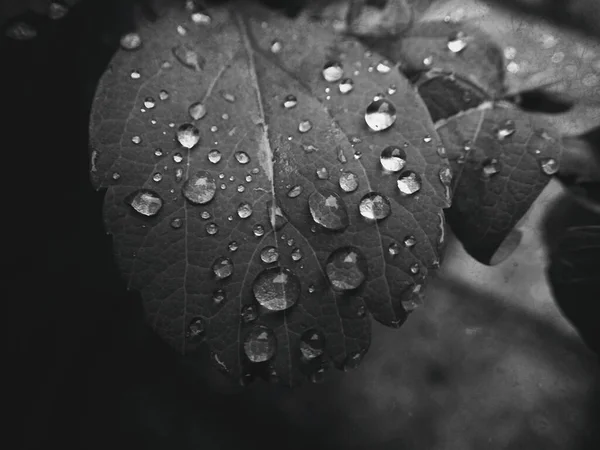 Όμορφο Καλοκαιρινό Φυτό Σταγόνες Βροχής Στα Φύλλα Μονόχρωμο — Φωτογραφία Αρχείου