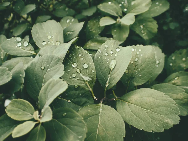 Yeşil yaprakların üzerinde yağmur damlaları olan güzel yaz bitkisi