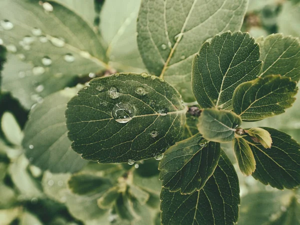 Yeşil yaprakların üzerinde yağmur damlaları olan güzel yaz bitkisi