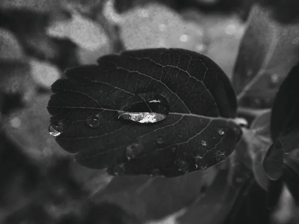 Bella Pianta Estiva Con Gocce Pioggia Sulle Foglie Monocromatiche — Foto Stock