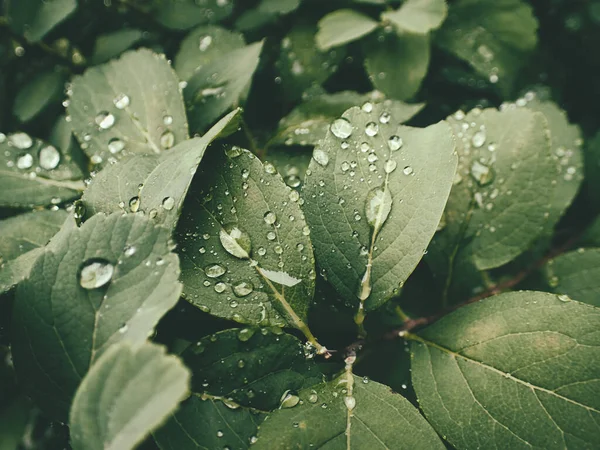 Yeşil yaprakların üzerinde yağmur damlaları olan güzel yaz bitkisi