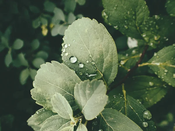 Yeşil yaprakların üzerinde yağmur damlaları olan güzel yaz bitkisi