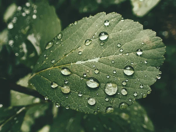Yeşil yaprakların üzerinde yağmur damlaları olan güzel yaz bitkisi