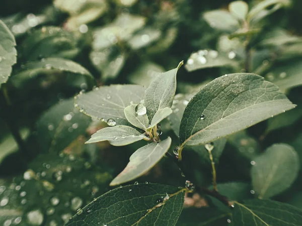 Yeşil yaprakların üzerinde yağmur damlaları olan güzel yaz bitkisi