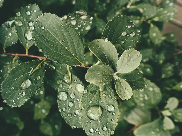 Yeşil yaprakların üzerinde yağmur damlaları olan güzel yaz bitkisi