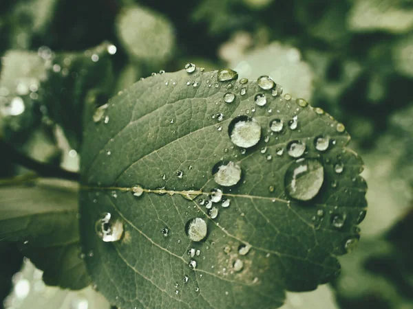 Yeşil yaprakların üzerinde yağmur damlaları olan güzel yaz bitkisi