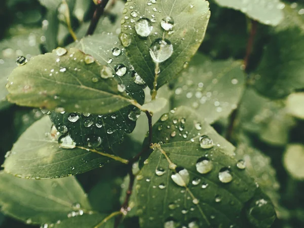 Yeşil yaprakların üzerinde yağmur damlaları olan güzel yaz bitkisi