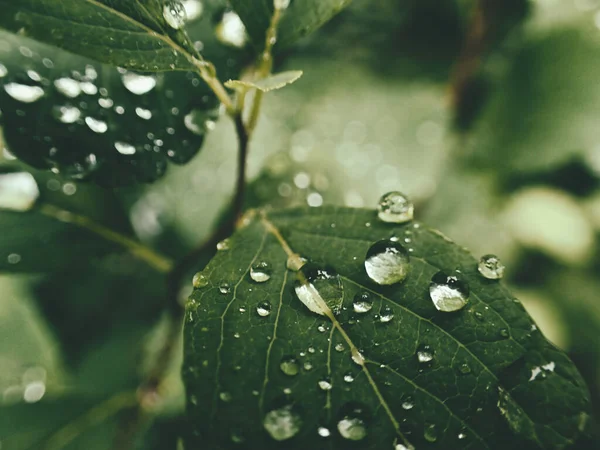 Όμορφο Καλοκαιρινό Φυτό Σταγόνες Βροχής Πράσινα Φύλλα — Φωτογραφία Αρχείου