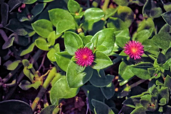 Krásné Jemné Barevné Květy Mezi Zelené Listy Osvětlené Teplým Odpoledním — Stock fotografie
