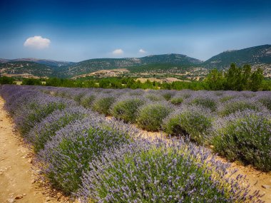 Sıcak Temmuz güneşinde, Türk tarlasında yetişen güzel kokulu lavanta.