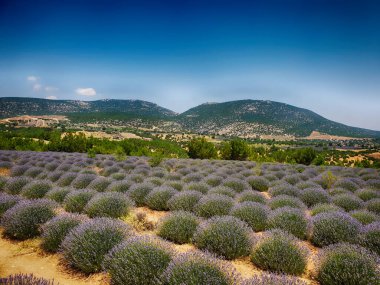 Sıcak Temmuz güneşinde, Türk tarlasında yetişen güzel kokulu lavanta.