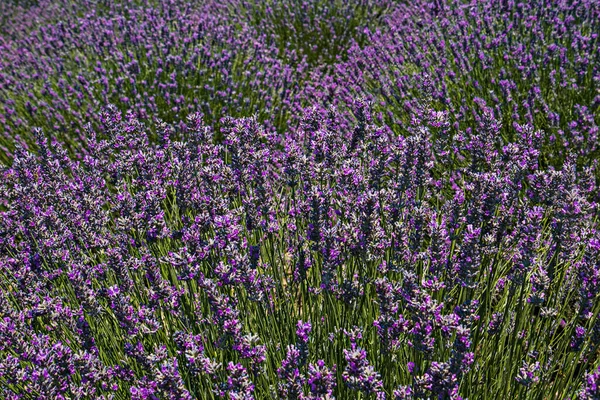 Schön Duftenden Lavendel Wächst Auf Dem Türkischen Feld Der Heißen — Stockfoto