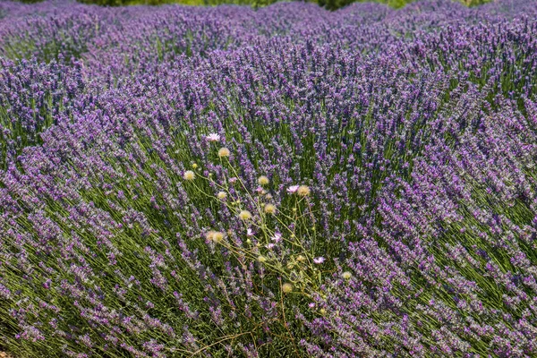 Belle Lavande Parfumée Poussant Sur Champ Turc Sous Soleil Chaud — Photo