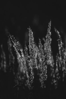 Güzel sonbahar altın otları öğleden sonra güneşinin ılık ışınlarında