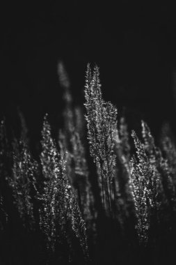 Güzel sonbahar altın otları öğleden sonra güneşinin ılık ışınlarında