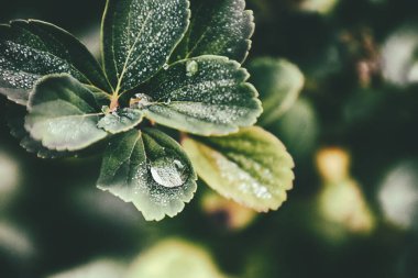 Yapraklarında yağmur damlaları olan güzel yeşil yaz çalısı.