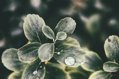 Yapraklarında yağmur damlaları olan güzel yeşil yaz çalısı.