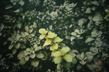 Yapraklarında yağmur damlaları olan güzel yeşil yaz çalısı.