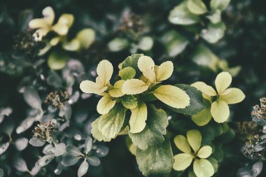 Yapraklarında yağmur damlaları olan güzel yeşil yaz çalısı.