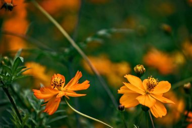 Yazın yeşil bahçede güneşli bir günde güzel portakal çiçekleri