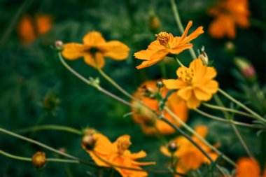 Yazın yeşil bahçede güneşli bir günde güzel portakal çiçekleri