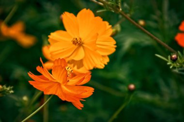 Yazın yeşil bahçede güneşli bir günde güzel portakal çiçekleri