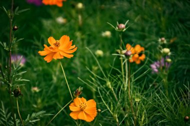 Bahçede yetişen güzel, küçük yaz çiçekleri yeşil arka planda sıcak bir günde