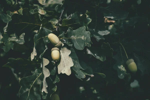 Gyönyörű Zöld Őszi Makkok Egy Tölgy Ágán Levelek Között — Stock Fotó