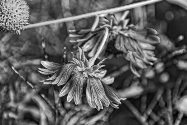 Mooie Zomer Rode Bloemen Tuin Tegen Een Achtergrond Van Groene — Stockfoto