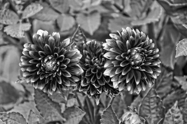 Mooie Originele Paarse Bloemen Gaven Groeien Een Zomerse Dag Een — Stockfoto