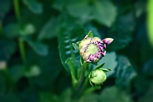 Beautiful Original Purple Flowers Gave Growing Summer Day Garden Green — Stock Photo, Image