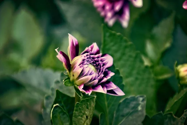 Hermosas Flores Púrpuras Originales Que Dieron Creciendo Día Verano Jardín —  Fotos de Stock