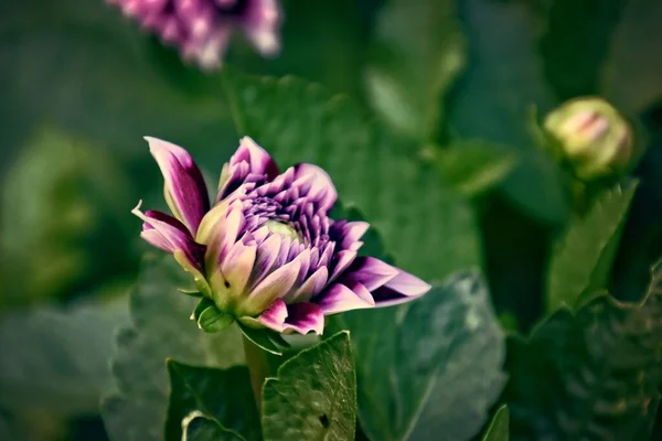 Hermosas Flores Púrpuras Originales Que Dieron Creciendo Día Verano Jardín —  Fotos de Stock