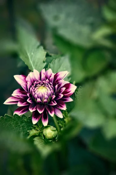 Bellissimi Fiori Viola Originali Che Hanno Dato Crescendo Una Giornata — Foto Stock