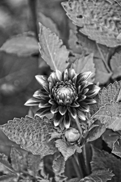 Mooie Originele Paarse Bloemen Gaven Groeien Een Zomerse Dag Een — Stockfoto