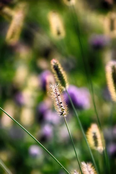 Prachtig Herfst Gouden Gras Warme Stralen Van Middagzon — Stockfoto