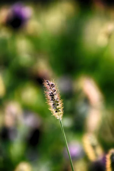 午後の日差しの中の美しい秋の黄金の草 — ストック写真