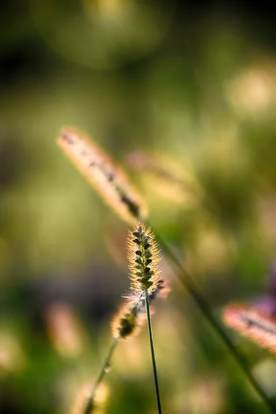 Bella Erba Dorata Autunnale Nei Caldi Raggi Del Sole Pomeridiano — Foto Stock