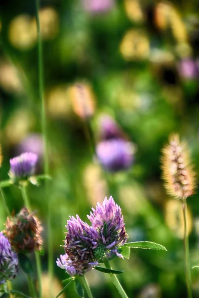 Krásný Fialový Jetel Květ Mezi Zelenou Trávou Letní Den — Stock fotografie