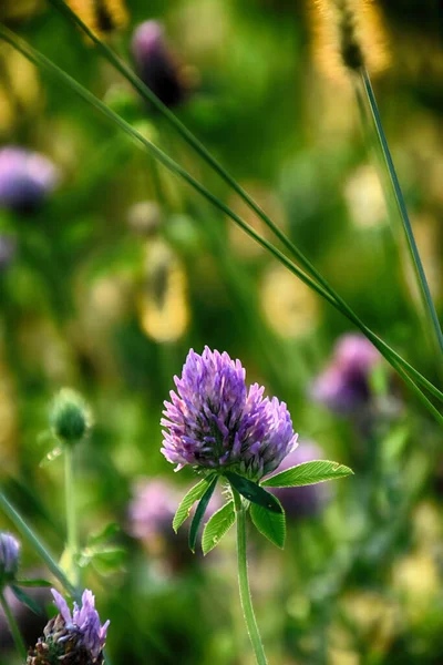 Krásný Fialový Jetel Květ Mezi Zelenou Trávou Letní Den — Stock fotografie