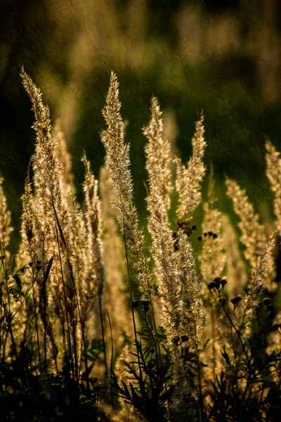 Piękna Jesienna Złota Trawa Ciepłych Promieniach Popołudniowego Słońca — Zdjęcie stockowe