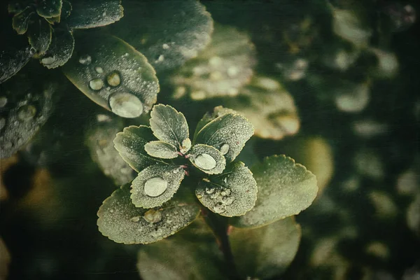 Hermoso Arbusto Verano Verde Con Gotas Lluvia Las Hojas Primer — Foto de Stock