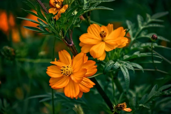 Όμορφα Πορτοκαλί Λουλούδια Στο Καταπράσινο Κήπο Του Καλοκαιριού Μια Ηλιόλουστη — Φωτογραφία Αρχείου