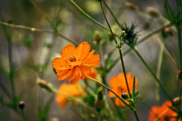 Krásné Oranžové Květy Létě Zelená Zahrada Slunečný Den — Stock fotografie