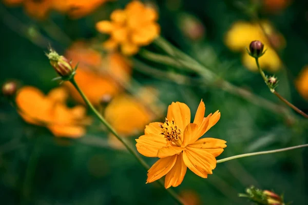 Beautiful Orange Flowers Summer Green Garden Sunny Day — Stock Photo, Image