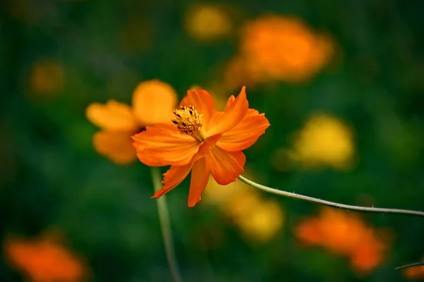 Krásné Oranžové Květy Létě Zelená Zahrada Slunečný Den — Stock fotografie