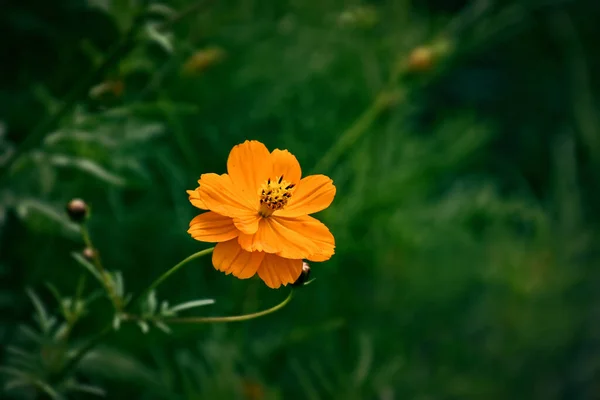 Красиві Помаранчеві Квіти Літньому Зеленому Саду Сонячний День — стокове фото