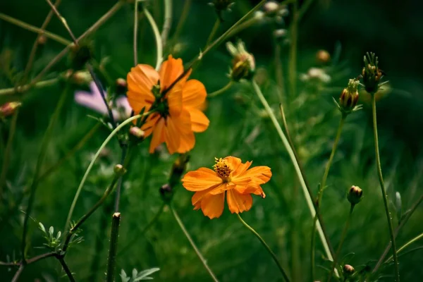 Όμορφα Πορτοκαλί Λουλούδια Στο Καταπράσινο Κήπο Του Καλοκαιριού Μια Ηλιόλουστη — Φωτογραφία Αρχείου